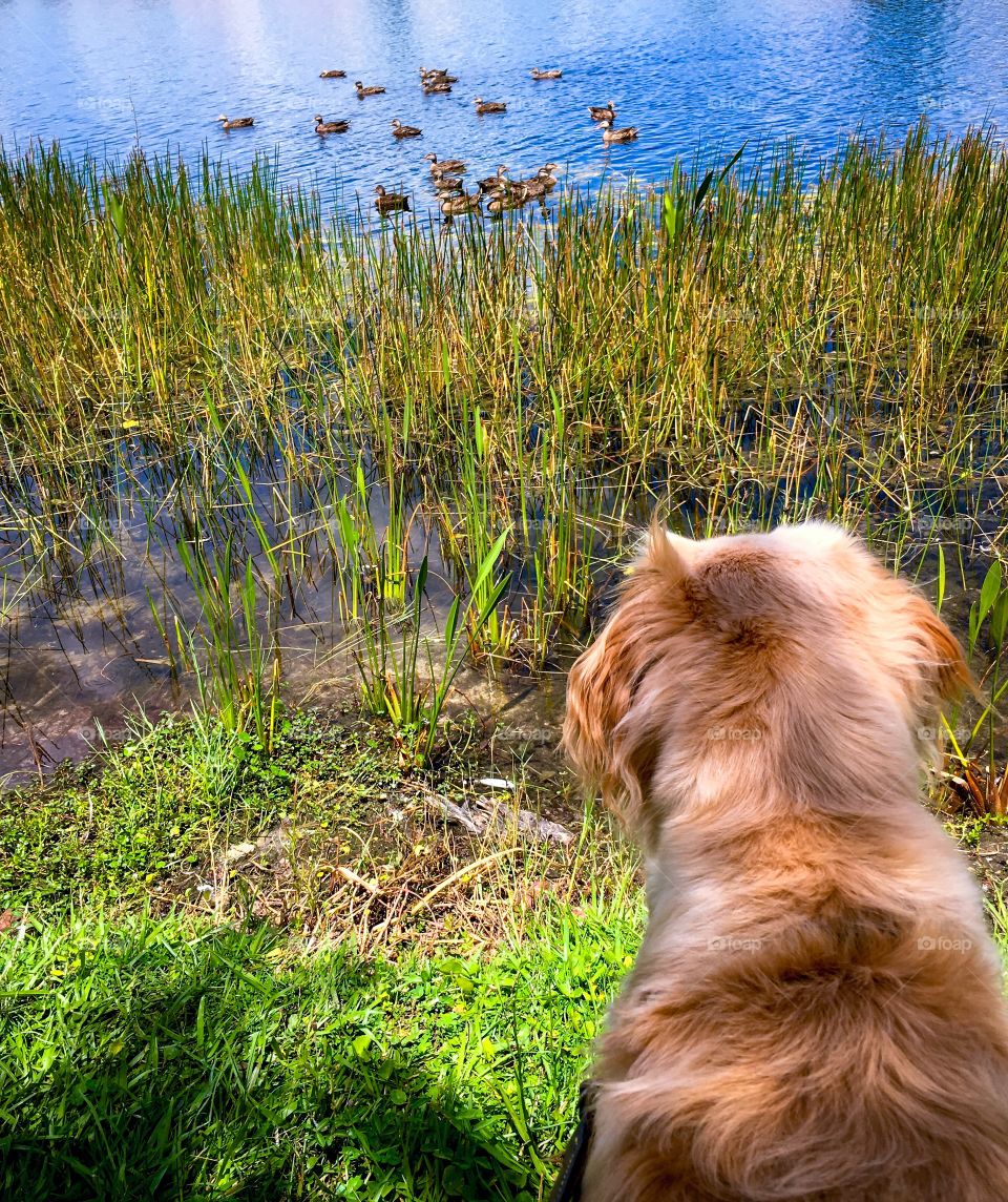 Rear view of dog looking at duck swimming at lake