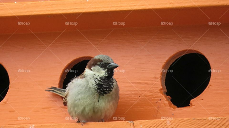Sparrow sitting on his birdhouse