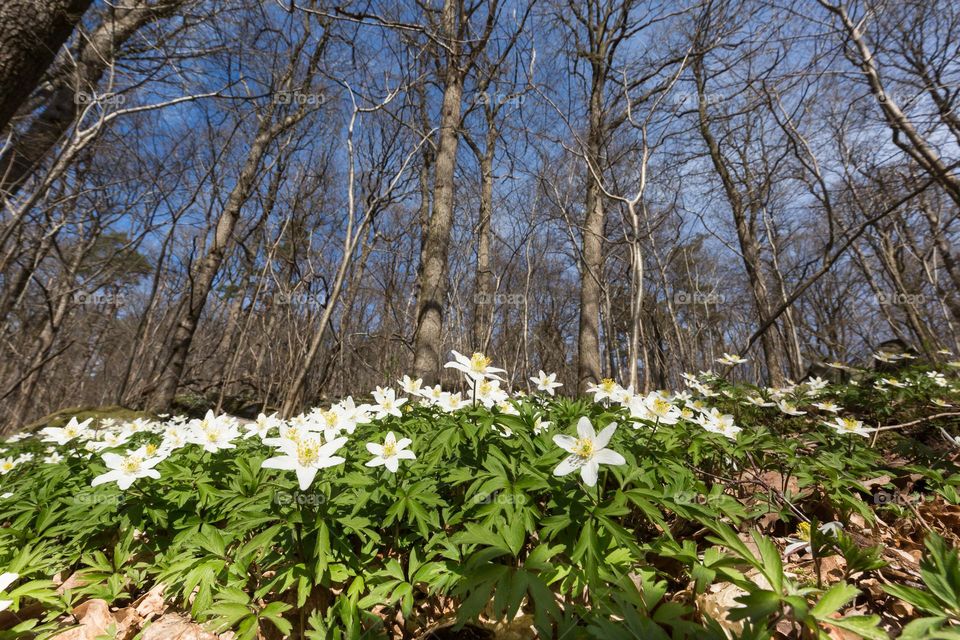 Looking up on blooming anemone flowers from the ground, trees in the background 