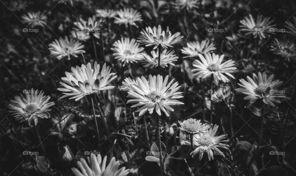 Flowers. Small flowers in black and white