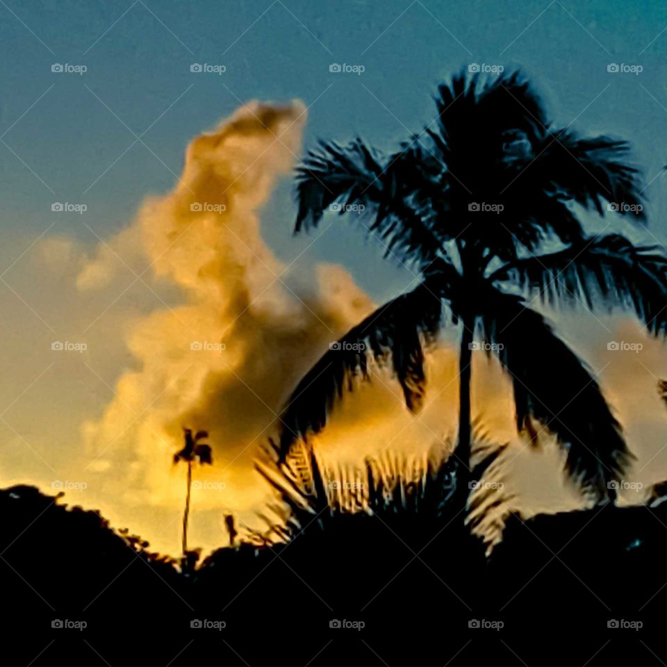 Palm in yellow and blue