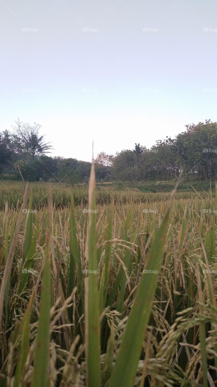 Beautiful view in the afternoon in the rice fields