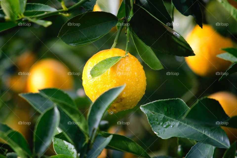#lemons #lemon #lemonade #citrus #summer #lemontree #yellow #oranges #art #sarilemon #food #lemoncake #fruit #love #whenlifegivesyoulemons #limes #homemade #foodie #fresh #lemonwater #dietsehat #foodphotography #photography #lemonjuice #ita