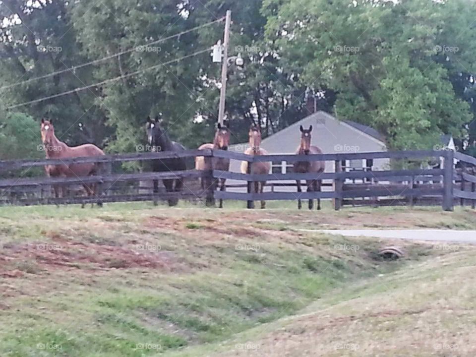 greeted by horses