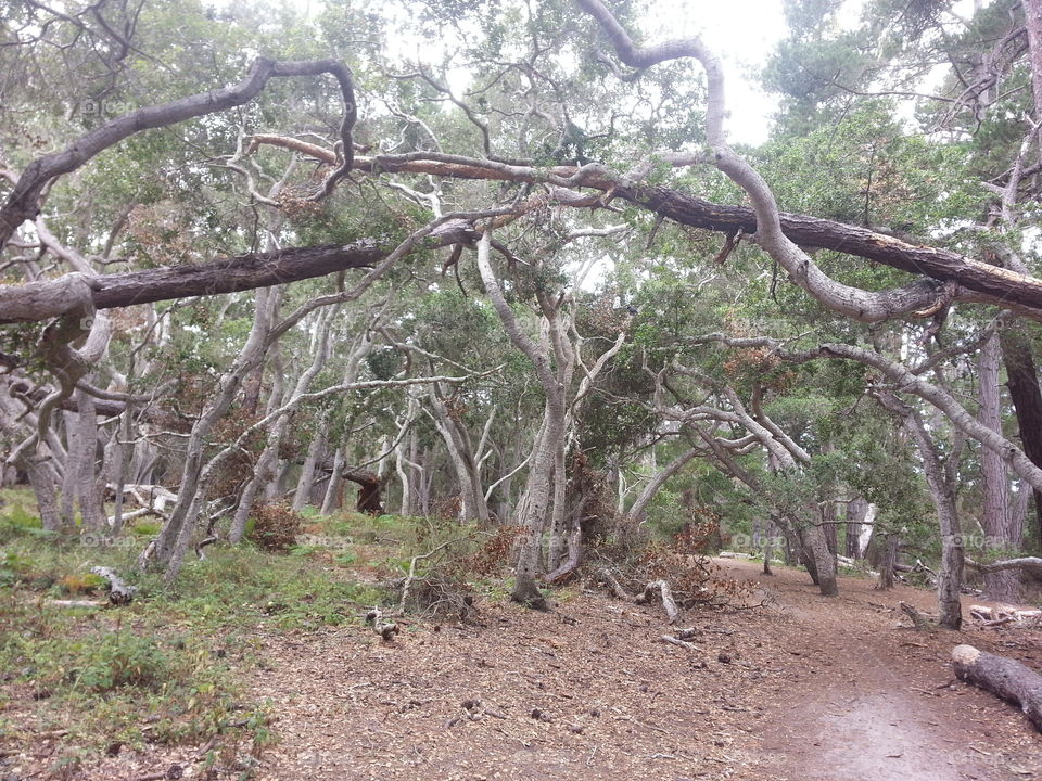 Naturally curved and twisted branches at the Rip Van Winkle Open Space Park, Pacific Grove, CA.