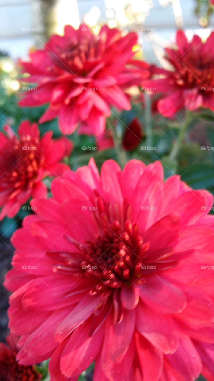 Flower, Nature, No Person, Flora, Garden