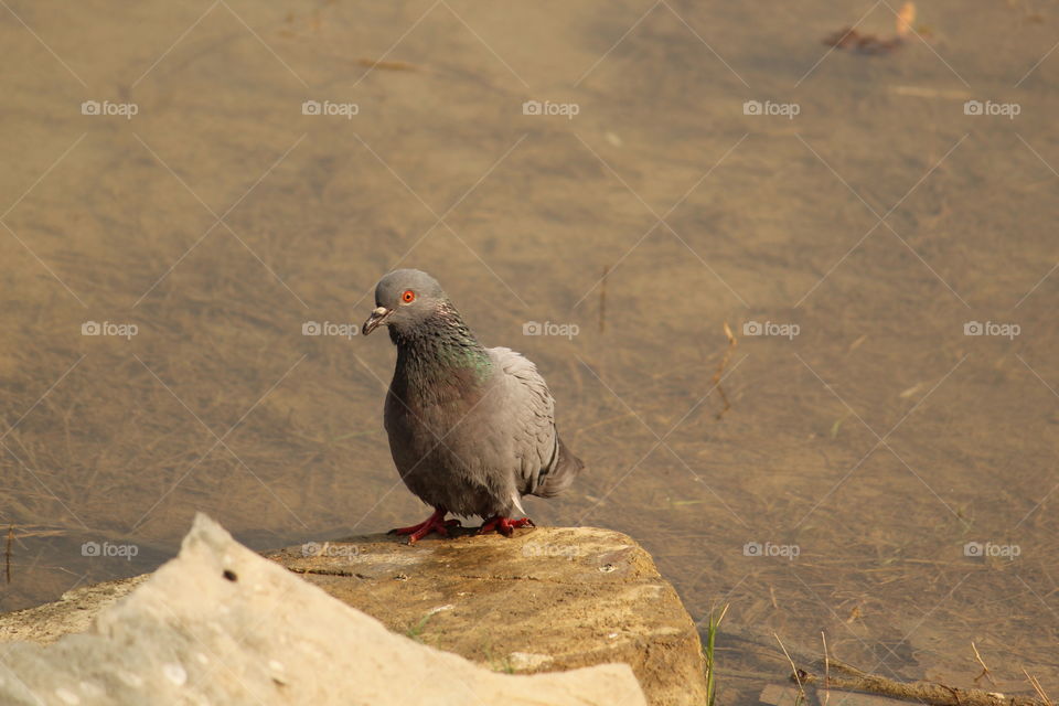 #pigeon #pigeoneye #sexy #beautiful #pigeongirl #cute #wonderful