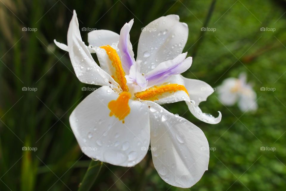 Close up of Dietes grandiflora,  the large wild iris with drops.  Beautiful flowers in Costa Rica