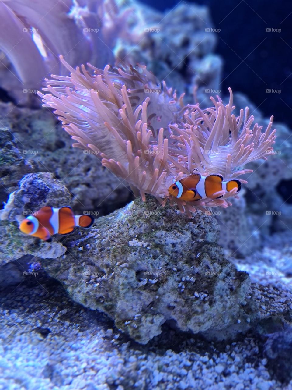 Clownfish and Anemone Harmony in a Coral Reef