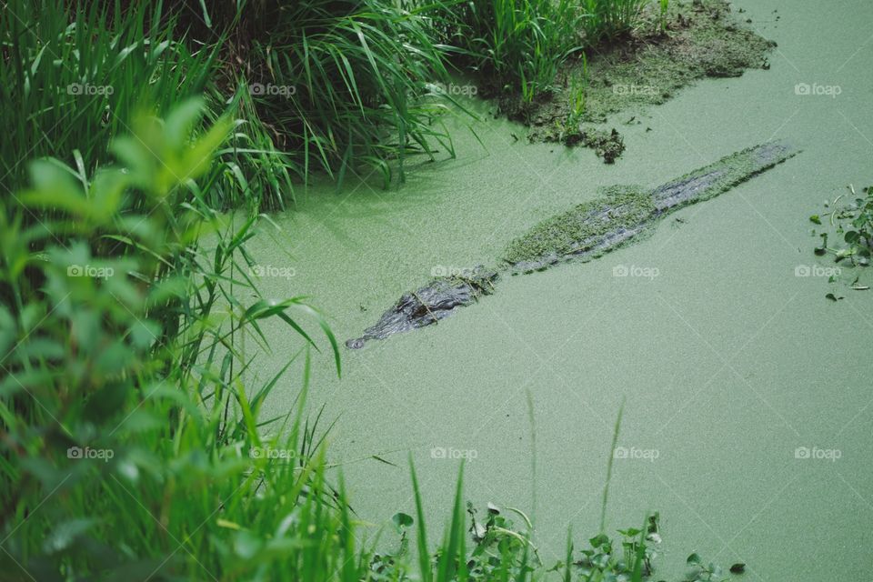 Alligator 