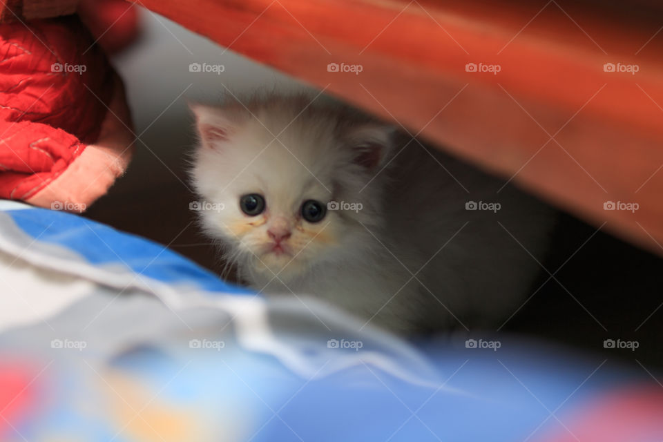 Portrait, Cat, One, Cute, Baby