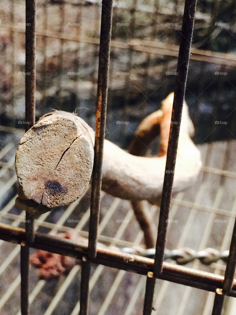 Empty bird cage with wood perch 