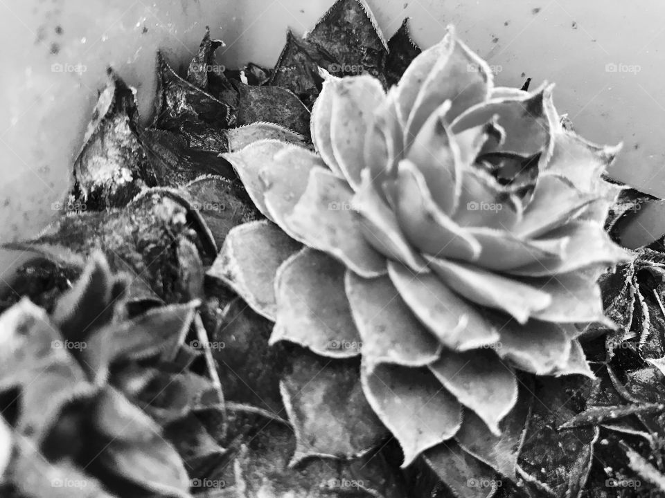 My frozen succulent that survived the cold winter. 