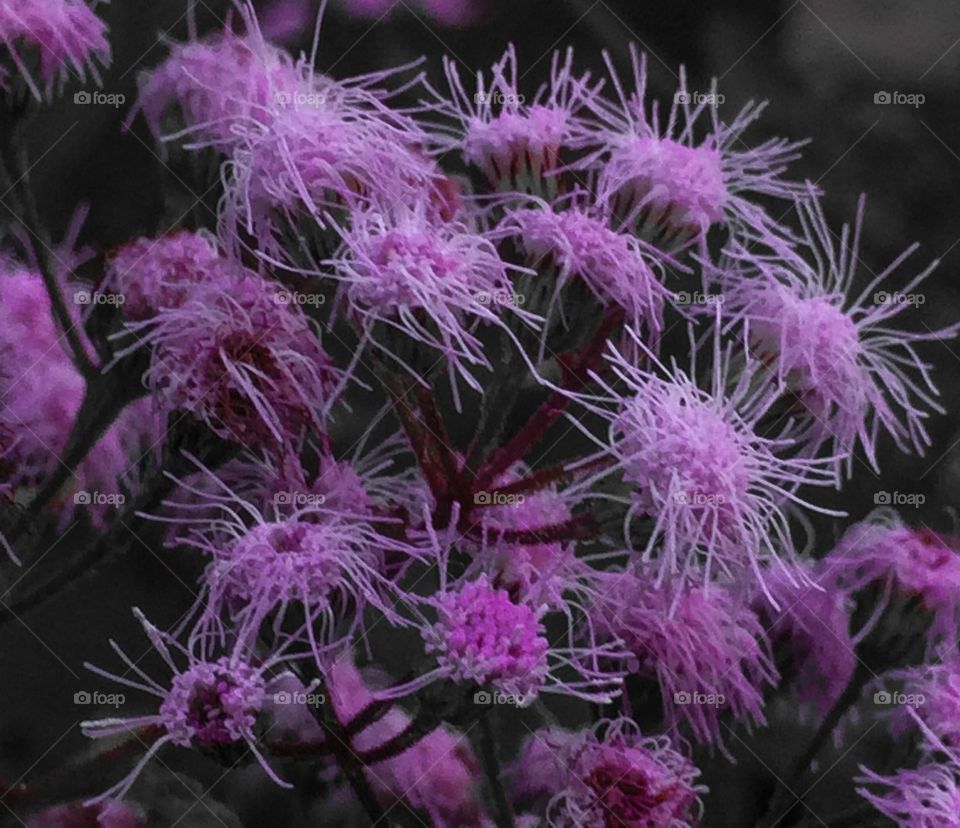 Pink wild tentacle flowers 