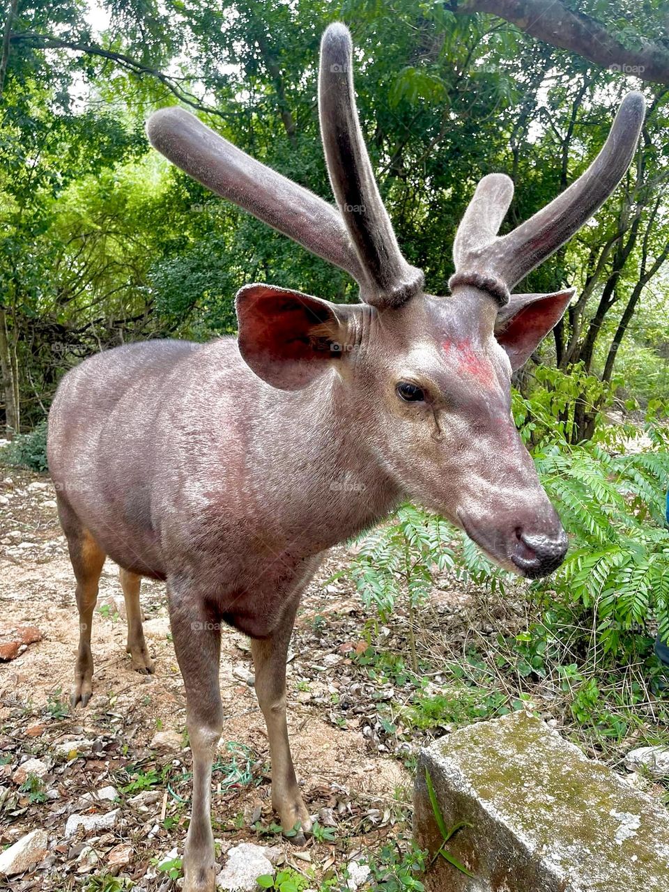 Sambar Deer spotted in Tirumala