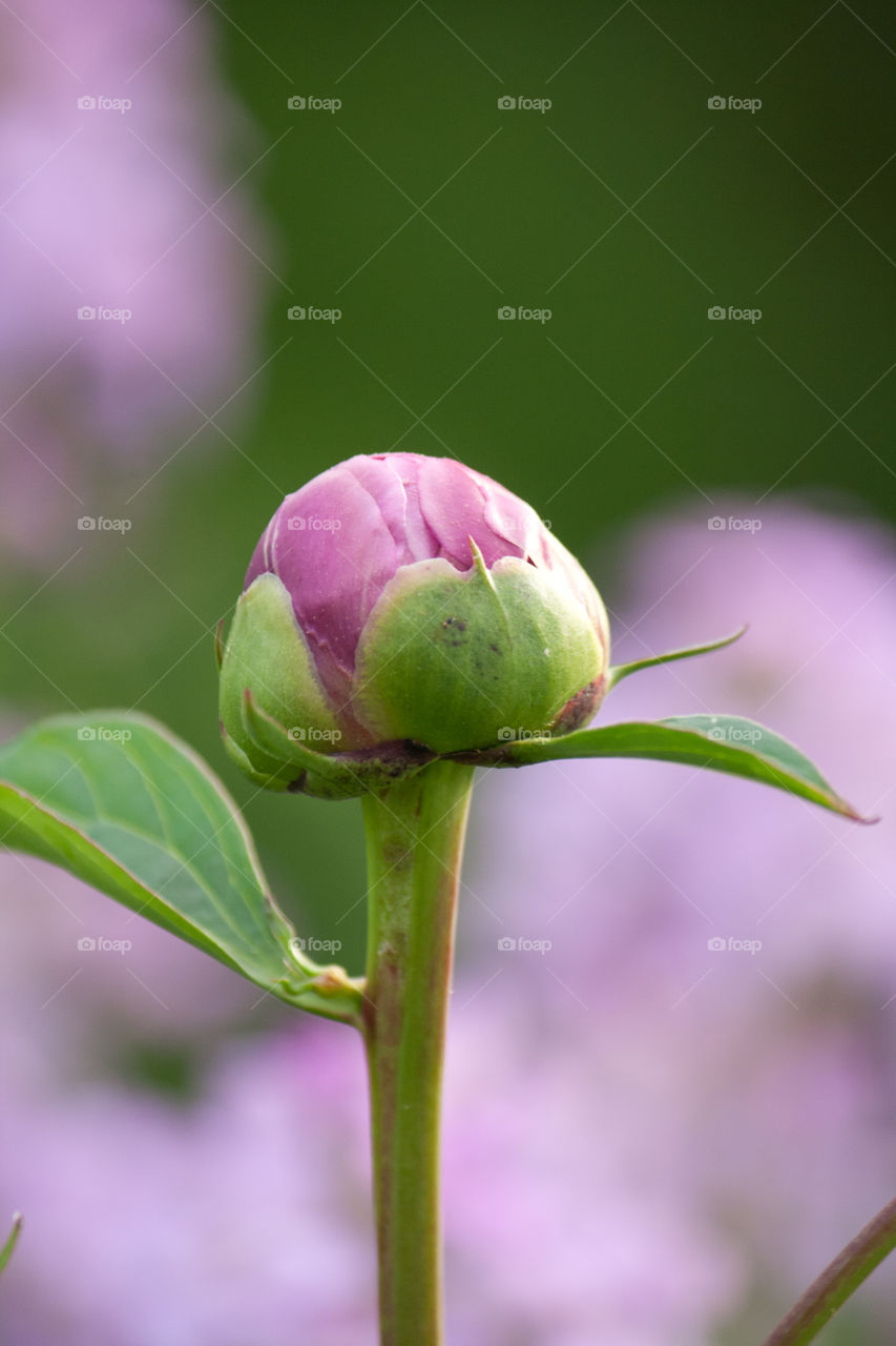 Peony Bud