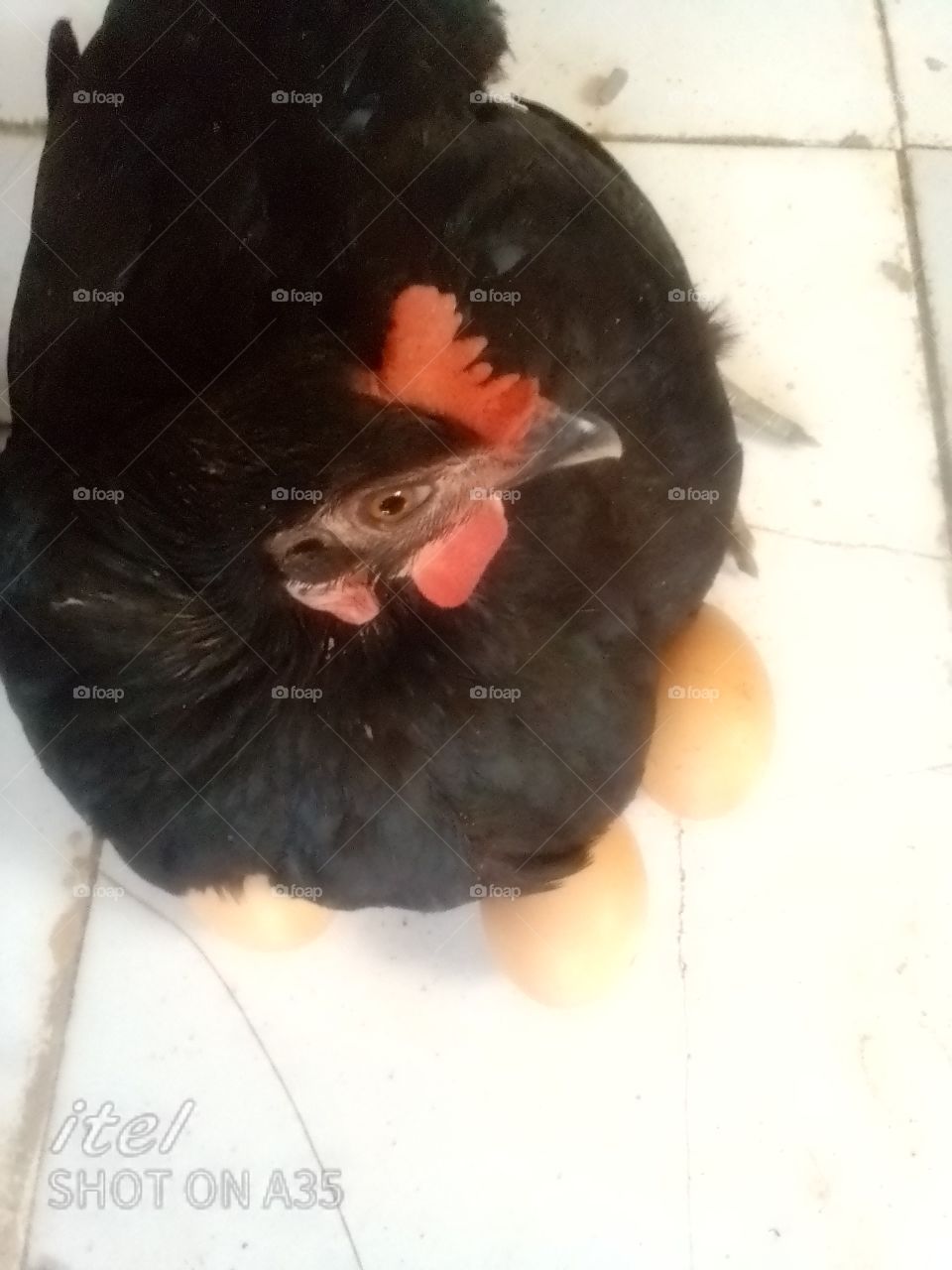 layer nay eggs and cover it