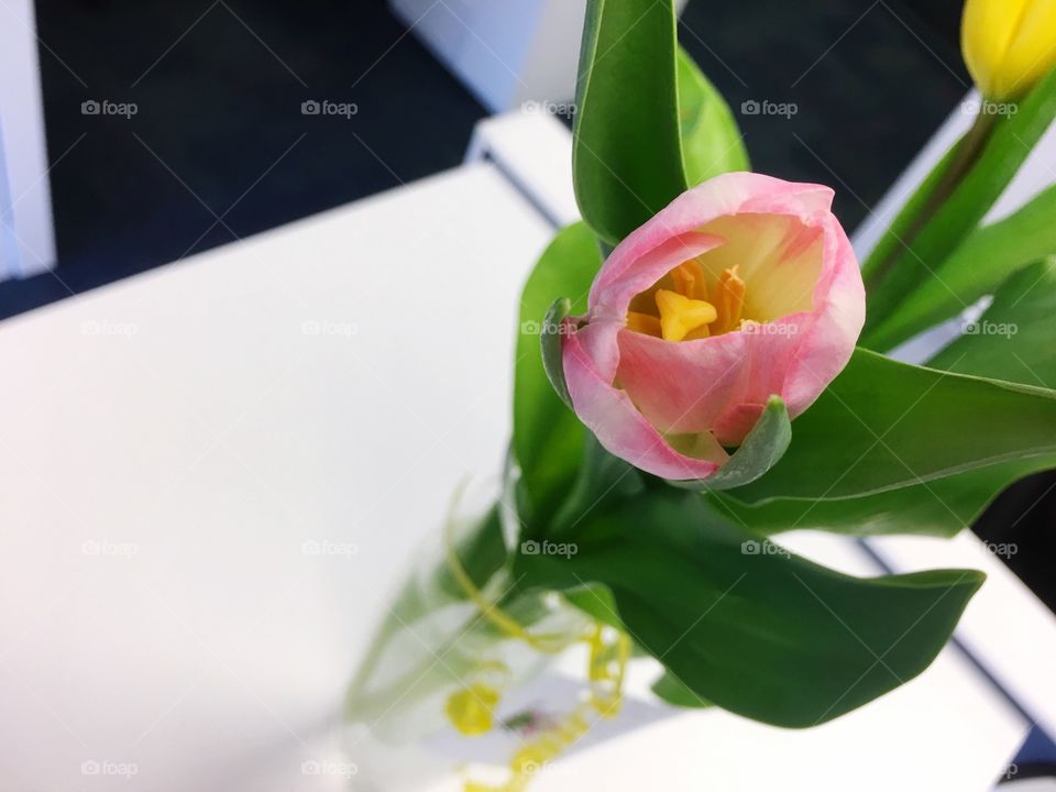 Pink tulip in office cubicle high angle view 