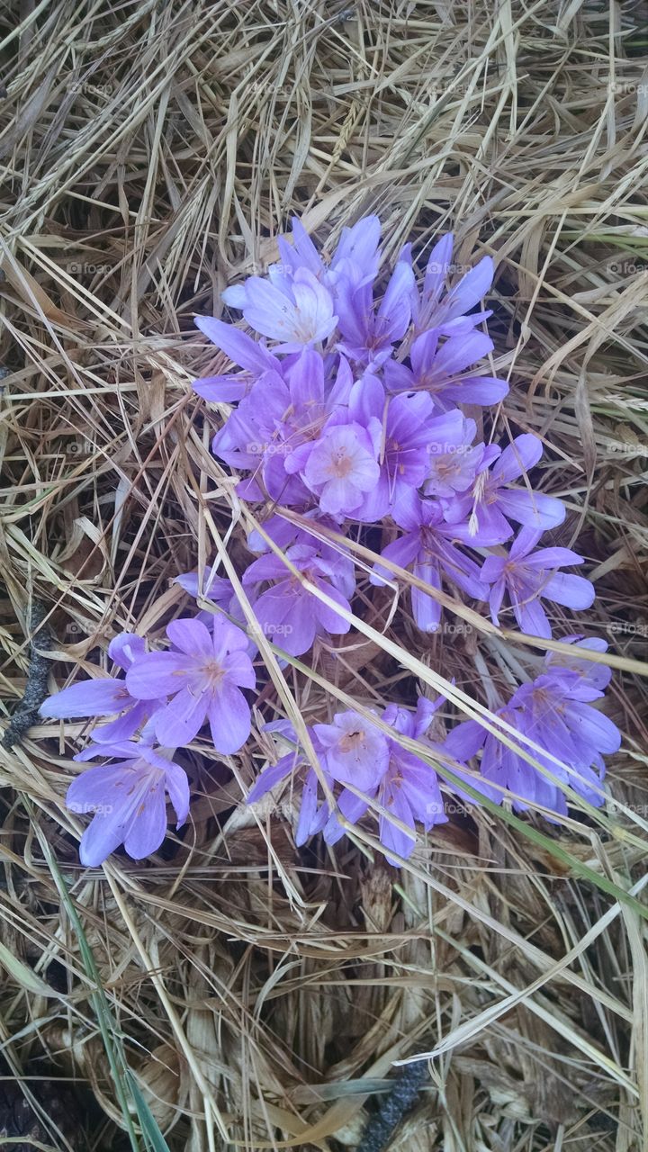crocus