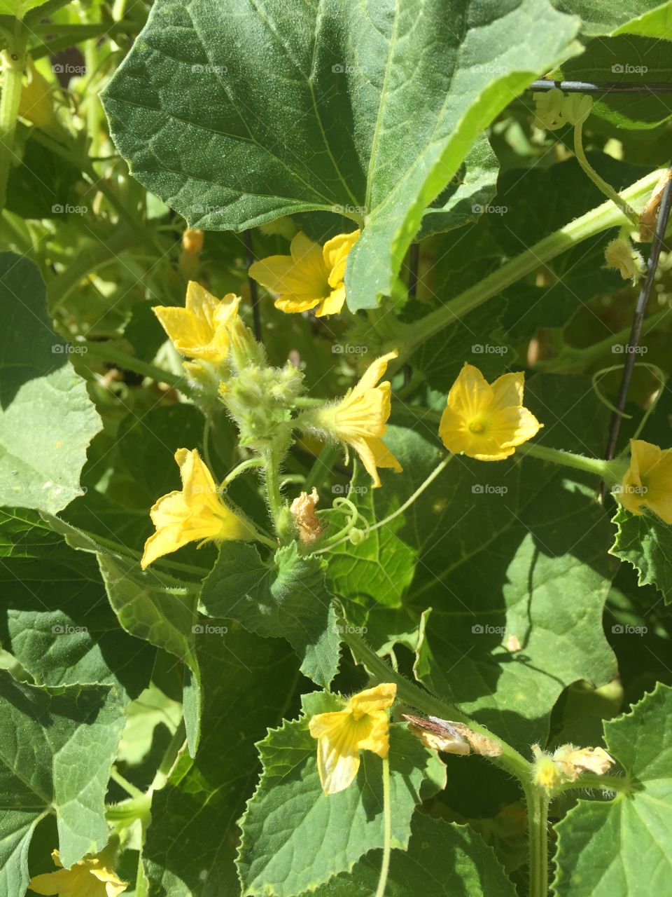 Cucumber flowers, the power of yellow.