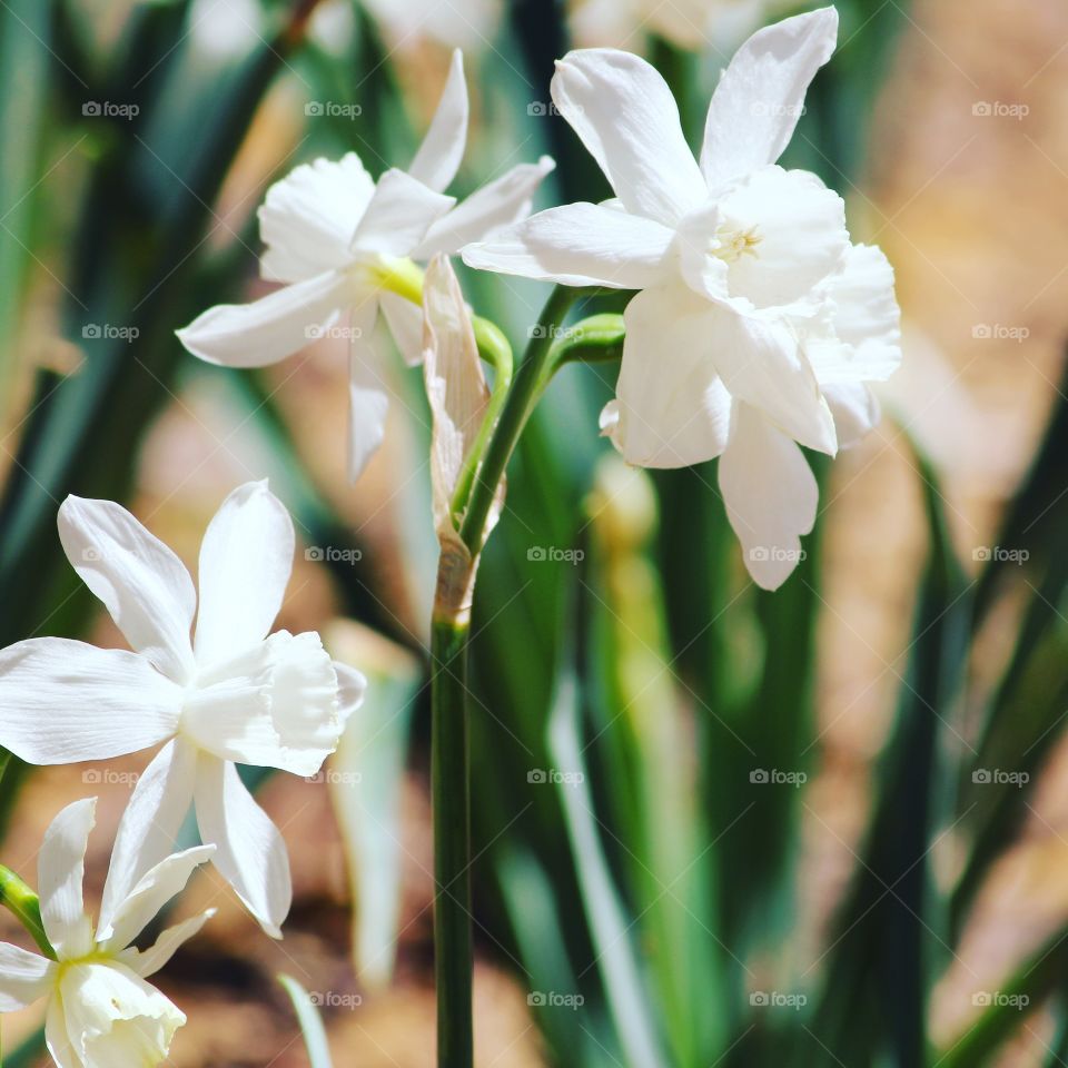 Paperwhites