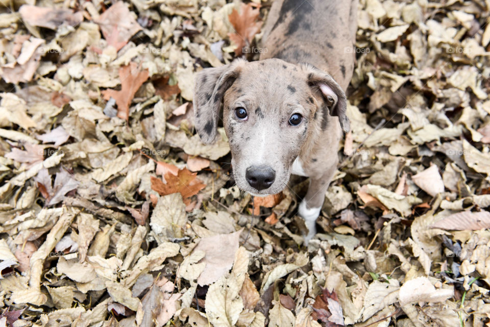 Monochromatic top view of a brown mixed breed puppy standing in a pile of brown autumn leaves outdoors