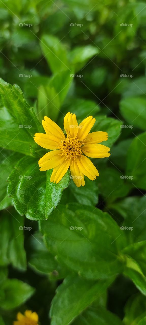 close-up of golden button Flower with green leaves