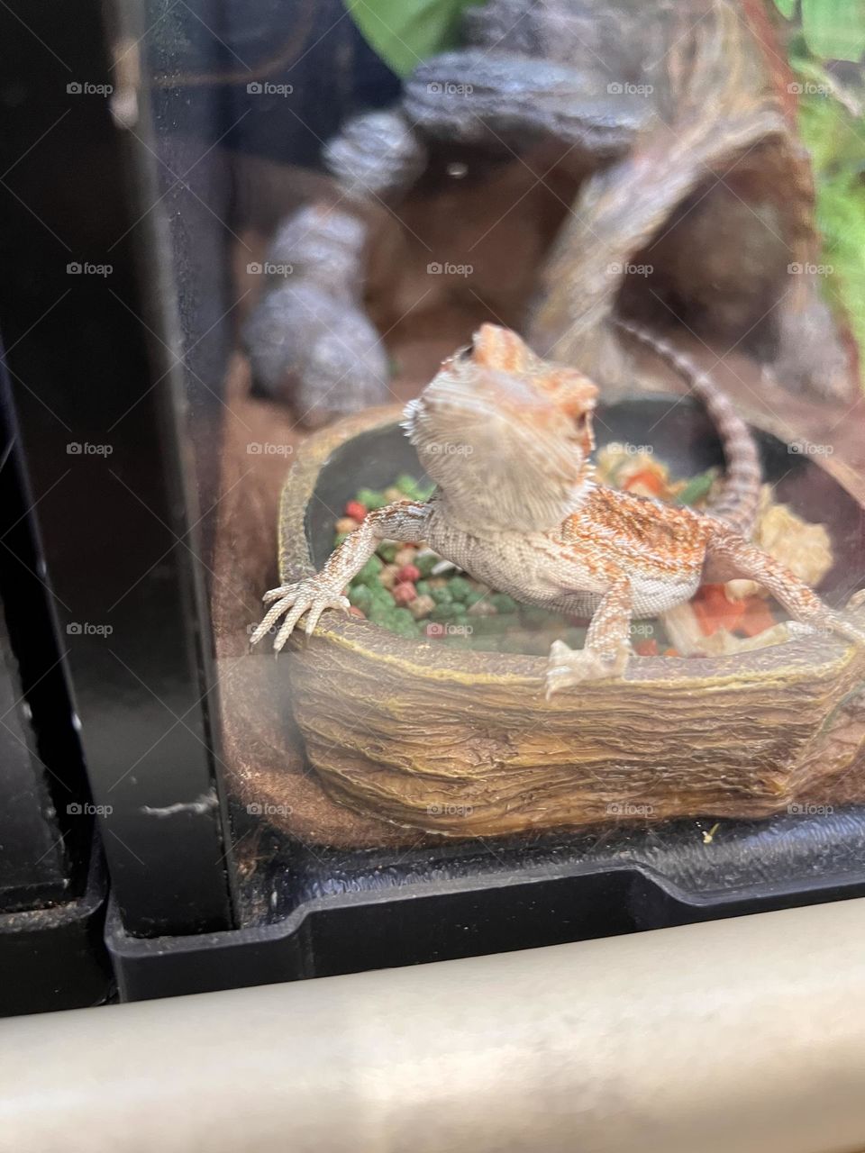 Bearded Dragon posing for a quick shot 📸