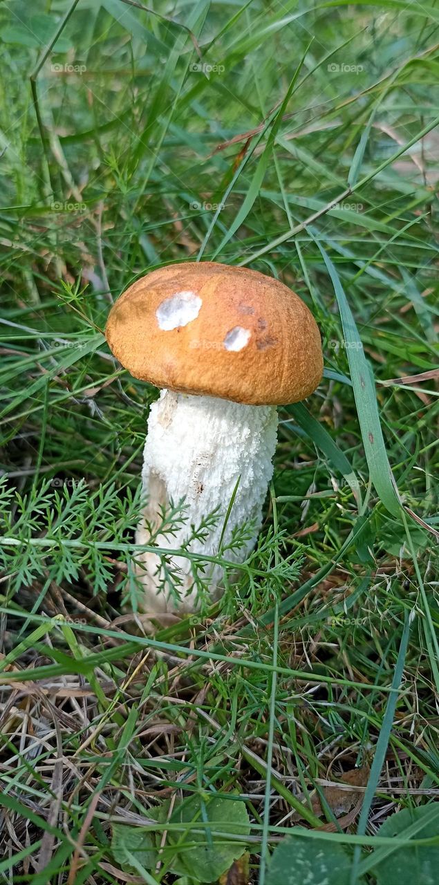 boletus orange 🧡 cap growing in ground summer nature, tasty summer food