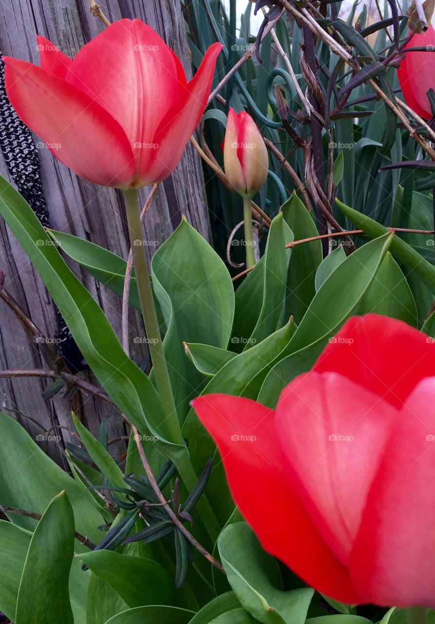 Red Tulips 