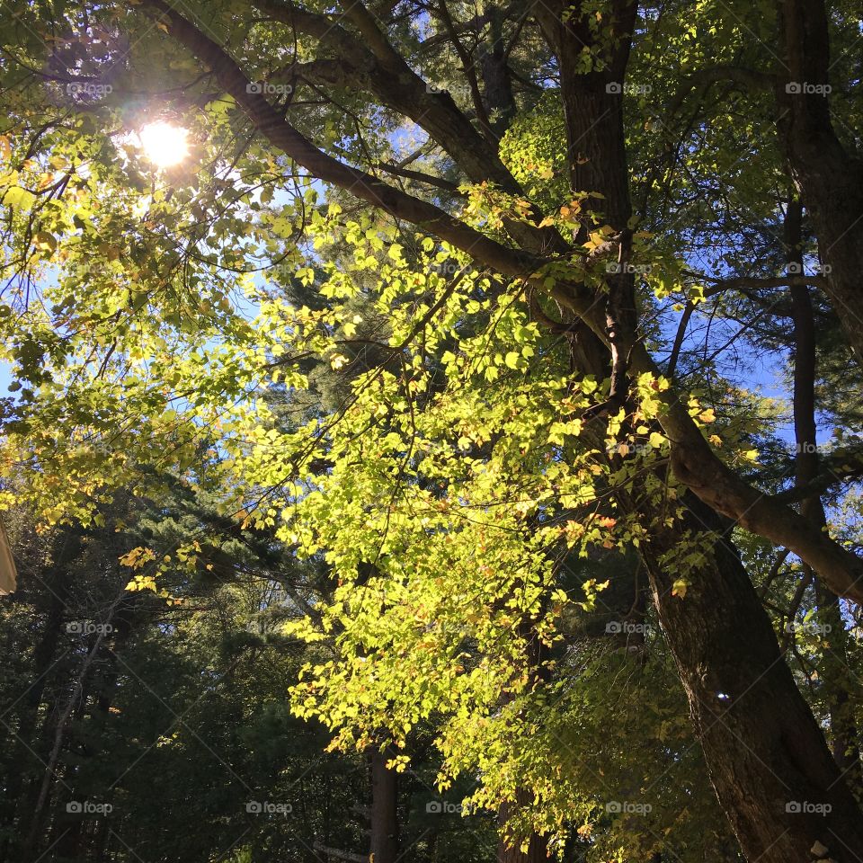 Late afternoon sun on partially lit tree leaves, sun, blue sky, tree trunk, couple of orange leaves🍁