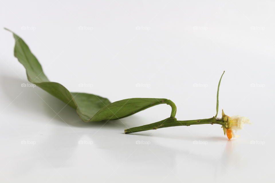 Green leaf from Mandarin isolated