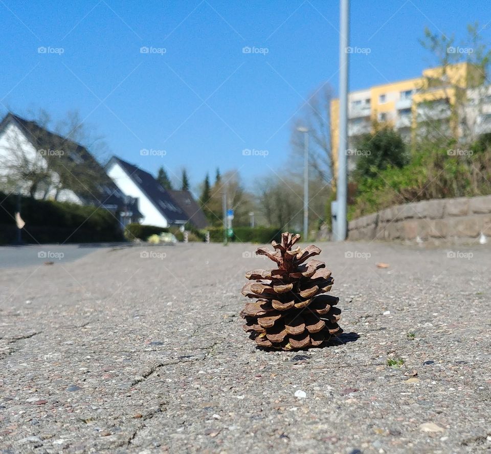 Tannenzapfen Zapfen Weg Straße