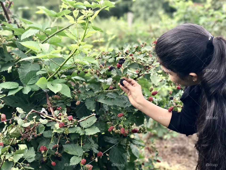 Berry picking 