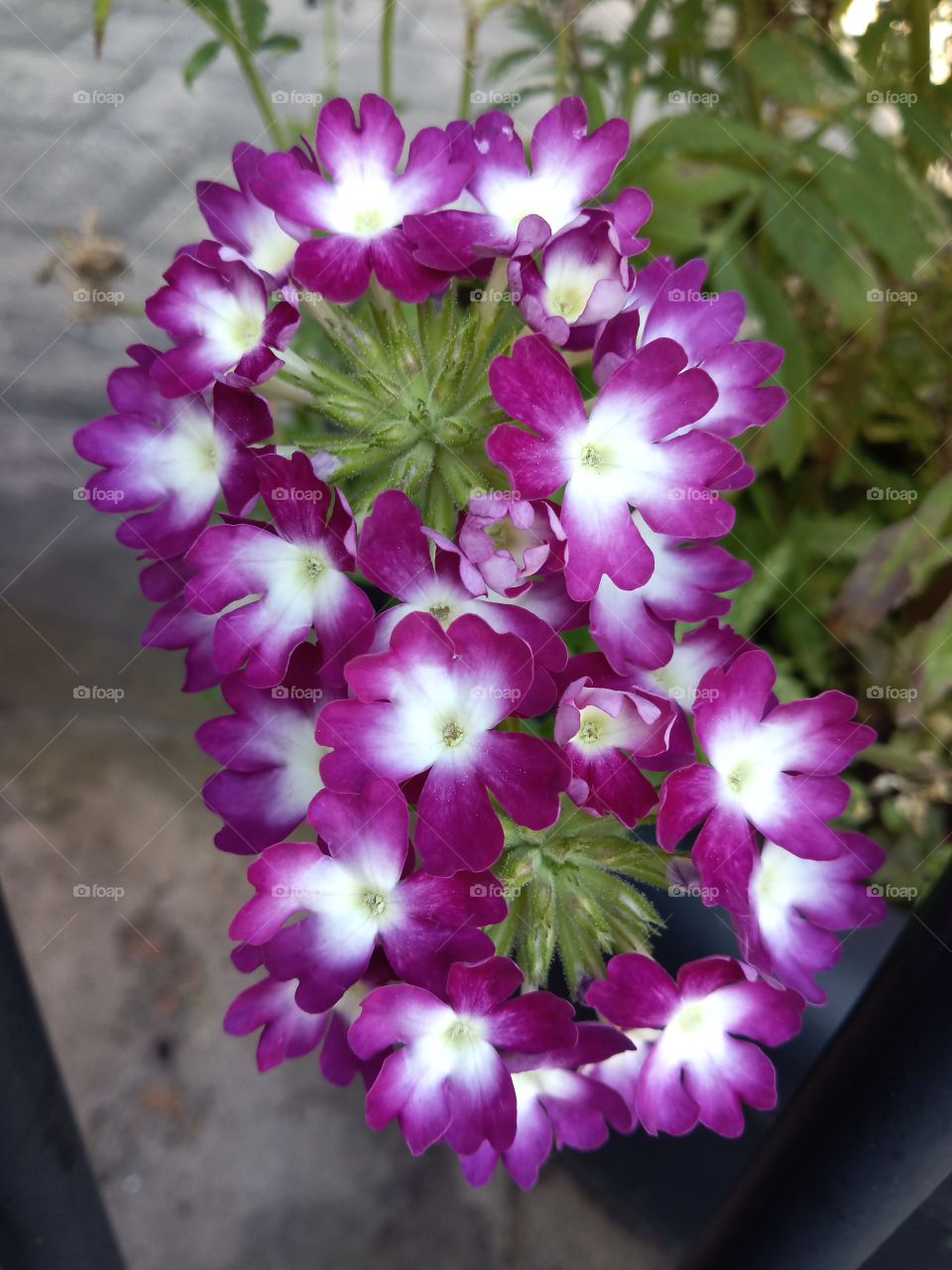 rows of eight petals