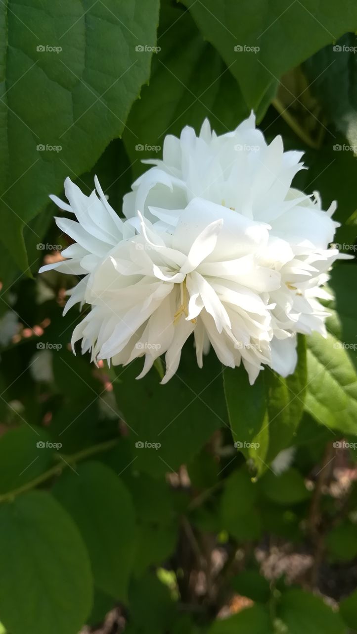 White flower