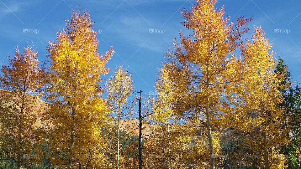 Fall, Wood, Leaf, Tree, Landscape