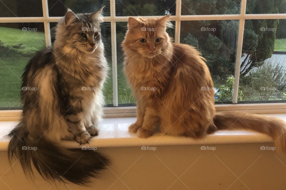 Maine Coon brothers