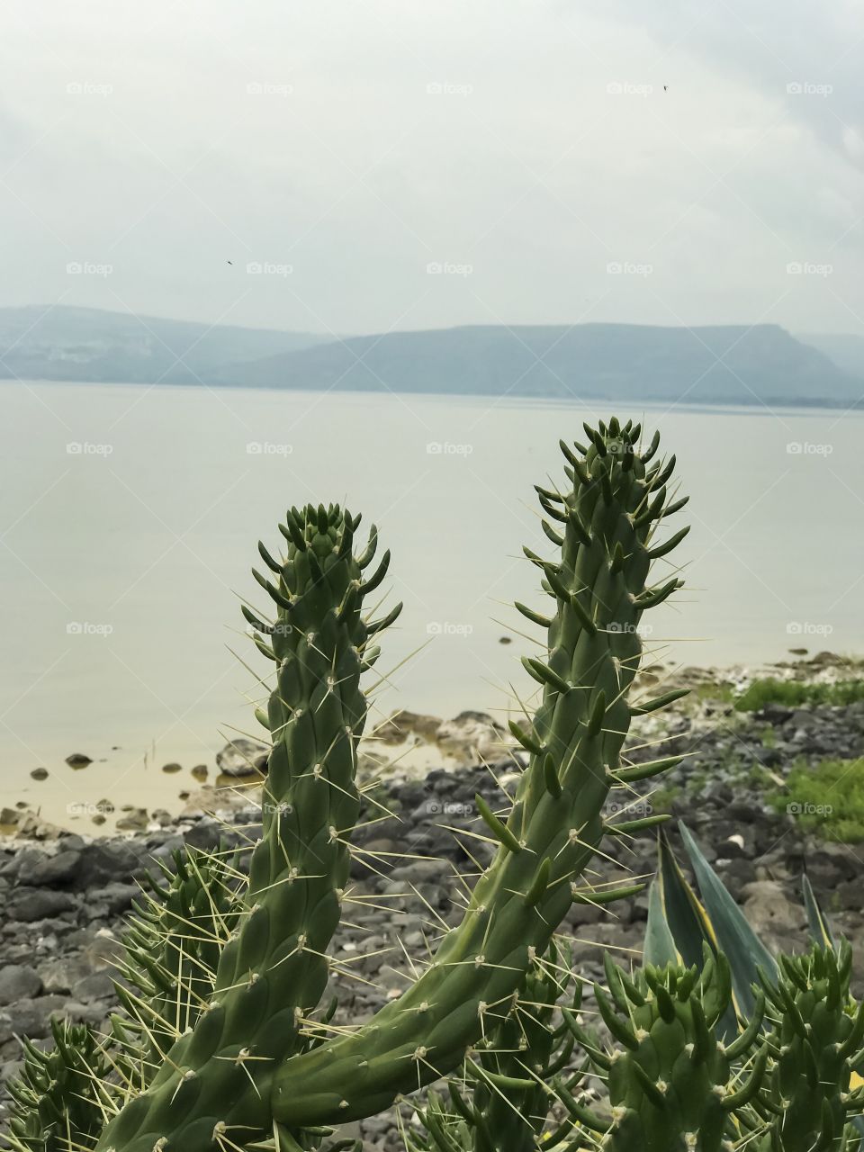 Nature Landscape - Cactus at The Sea Of Galilee, Israel. 