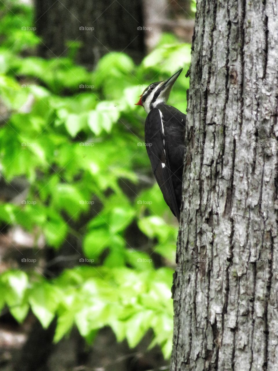 Woodpecker Mont St-Bruno