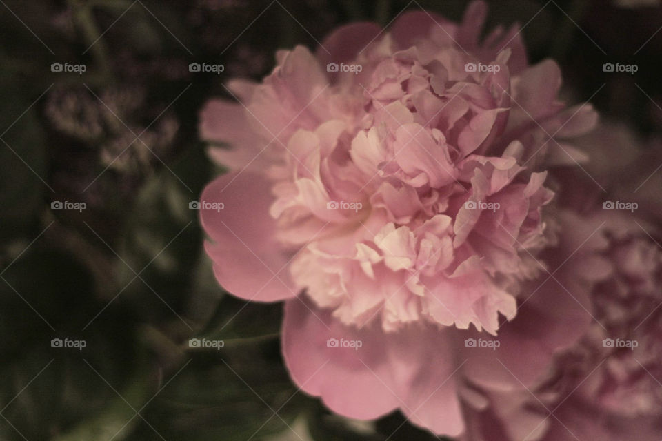 Peony