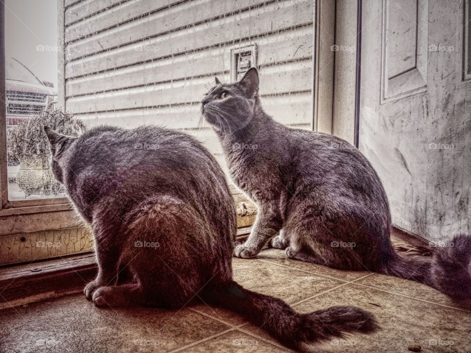 window cats