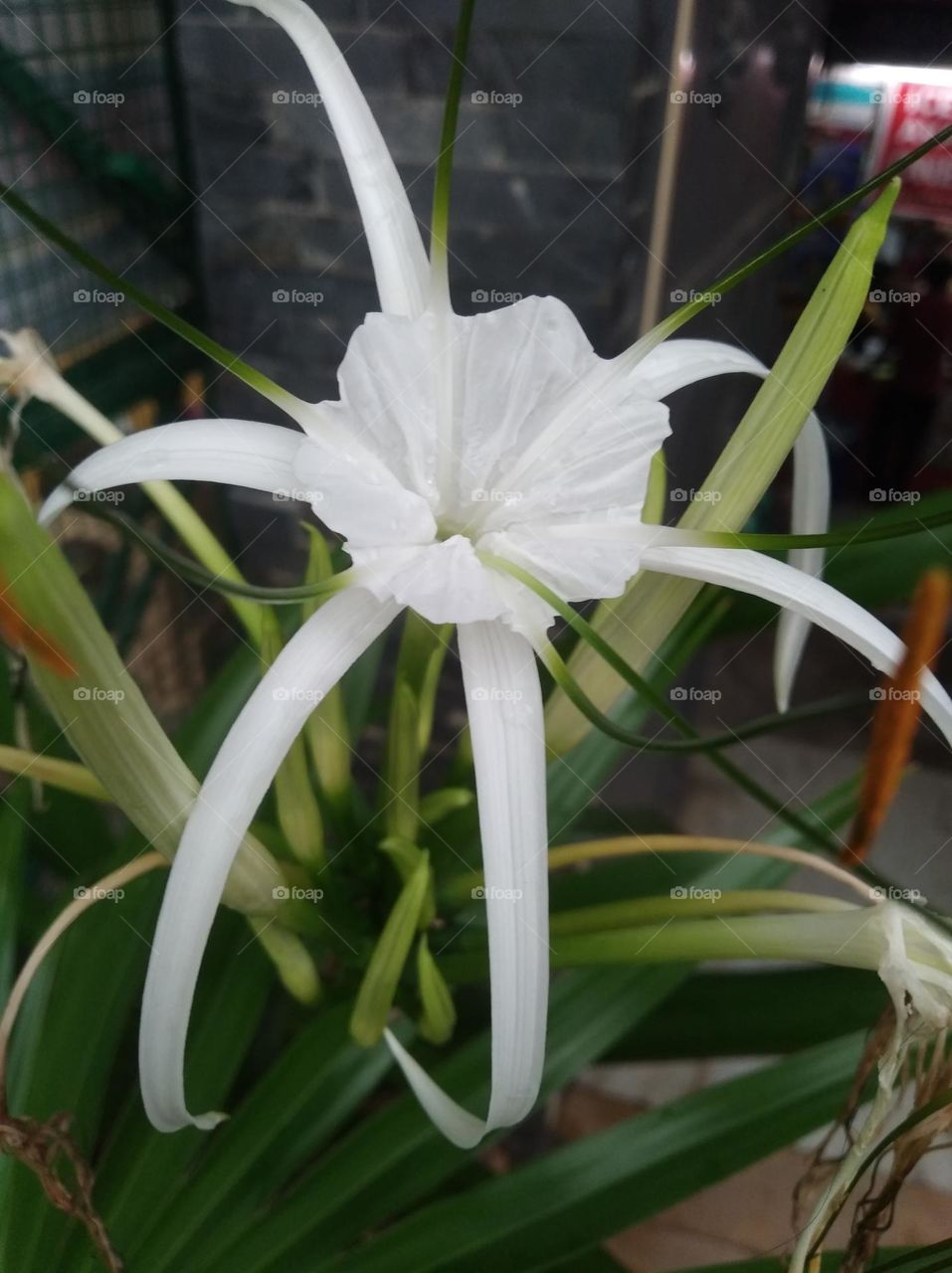 white flower seasonal fresh shurb small size looks very beautiful generally found everywhere