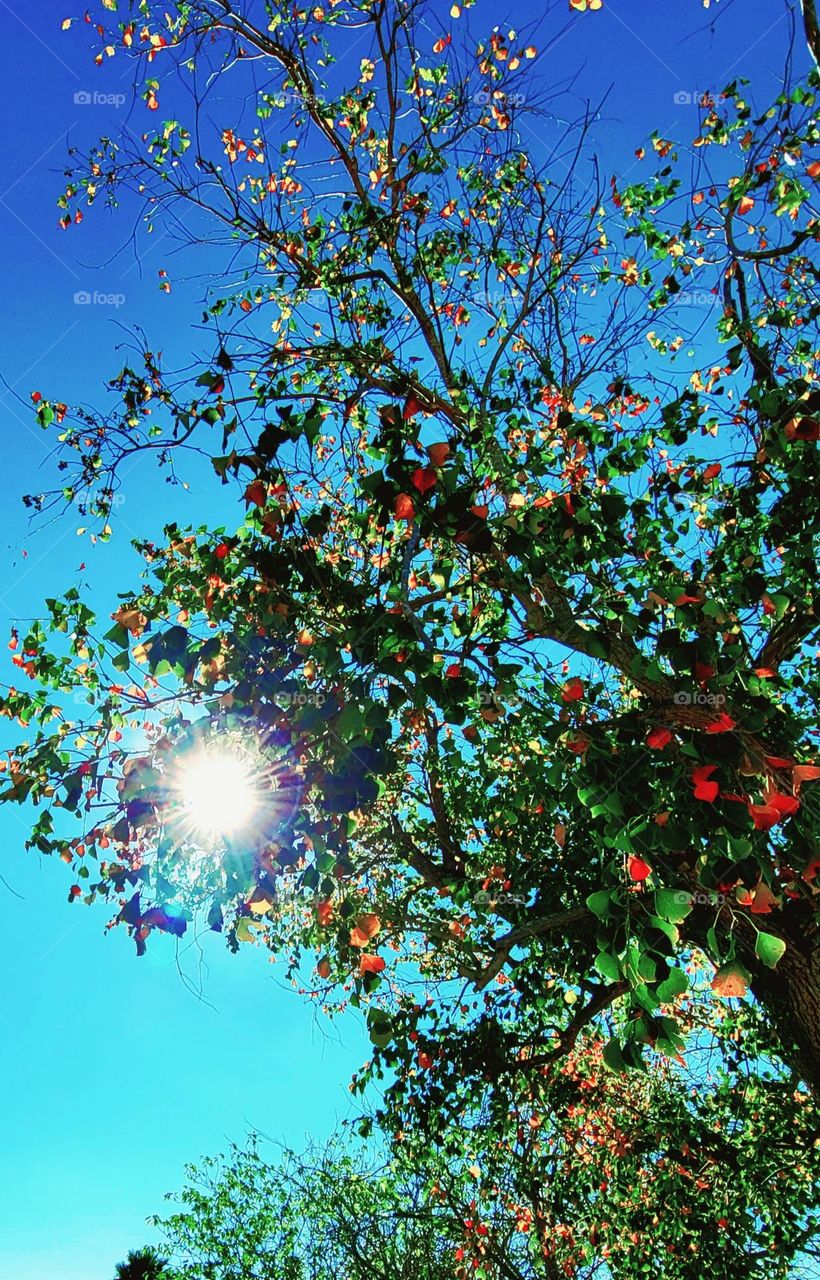 Sun, shining through autumn leaves. Beautiful mother nature ❤
