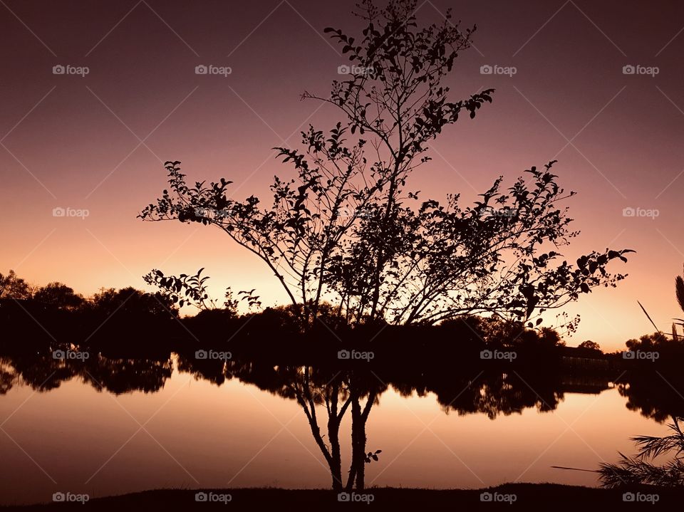 Night is Creeping up, the Crepe Myrtle creates Beautiful scenery adding to the Drama for Good cool evening. 