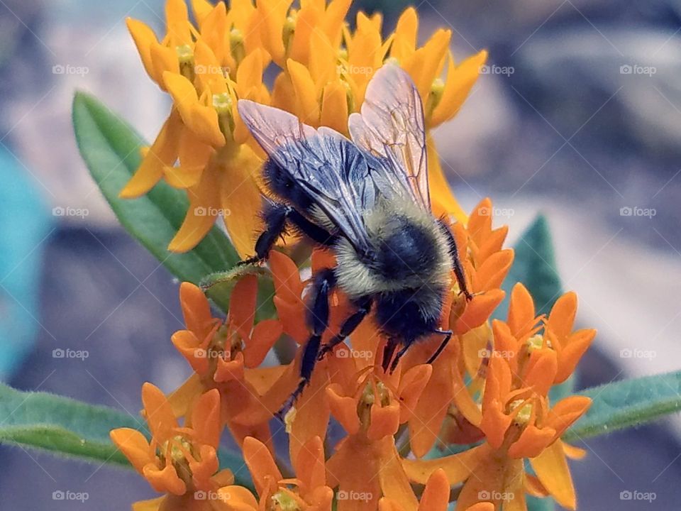 Bubble bee enjoying our butterfly bush
