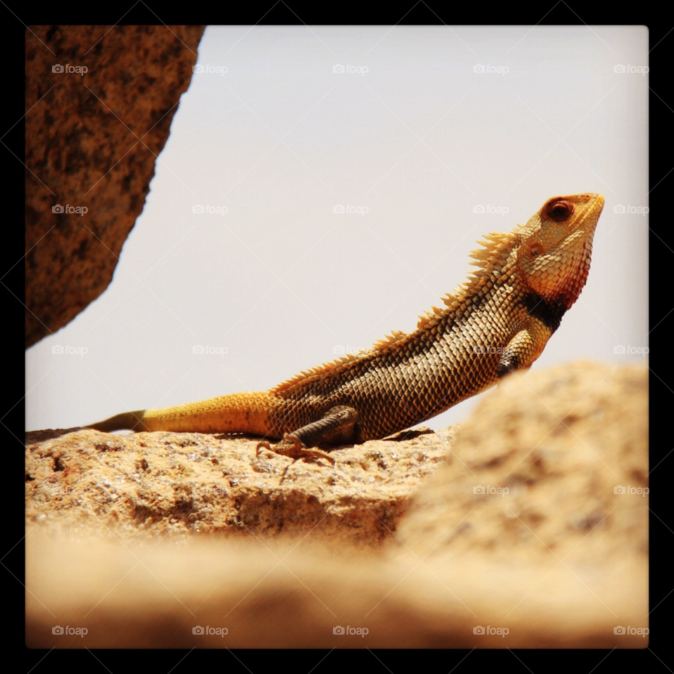 travel animal lizard chameleon by b3n