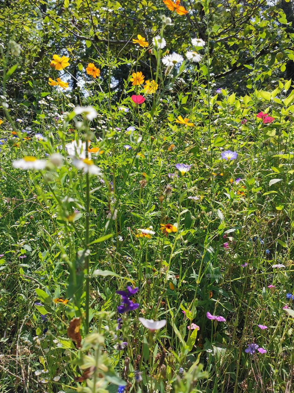 Beautiful Flowers