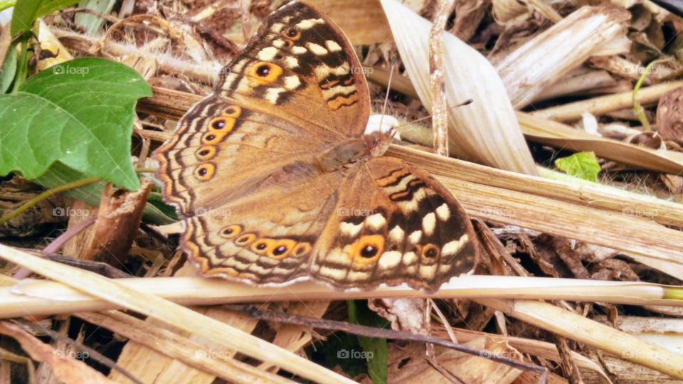 Lemon pansy Butterfly