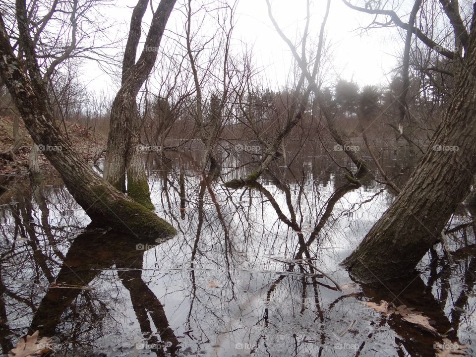 Flooded woods